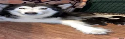 Utonagan dogs for sale: Alaskan malamute x husky - Advert 1