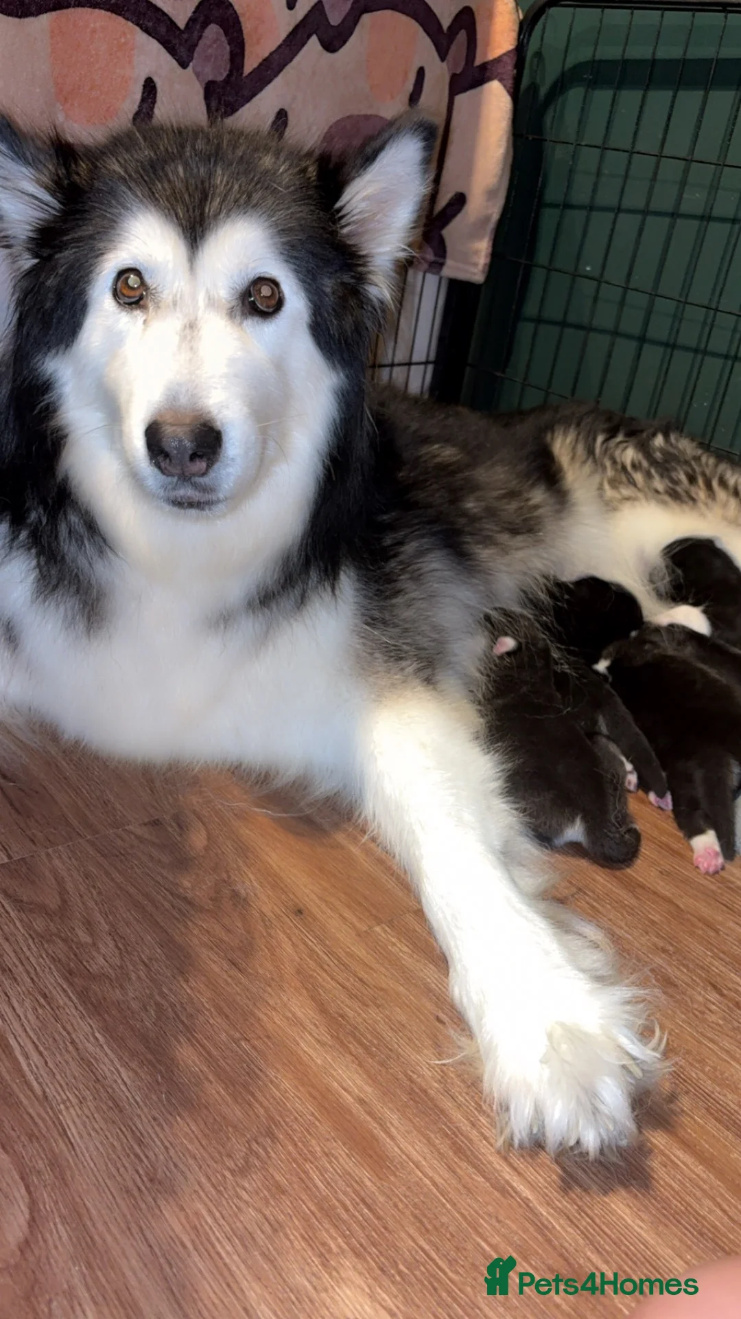 Utonagan dogs for sale: Alaskan malamute x husky - Advert 1