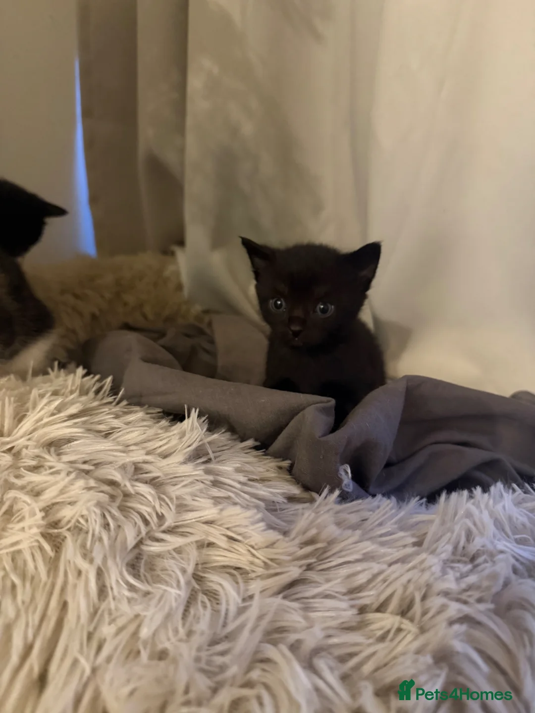 Mixed Breed cats for sale: Mini Panther Energy – Adorable Black Kitten - Advert 2