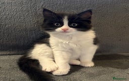 Ragcoon cats for sale: Stunning Maine Coon x Ragdoll kittens - Image 3