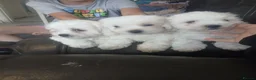 Bichon Frise dogs for sale: Adorable Bichon Puppies Looking for Homes! 🐾 in Stourbridge - Advert 14