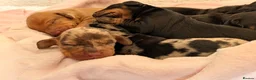 Dachshund dogs for sale: Standard Dachshund Puppies  - Advert 7