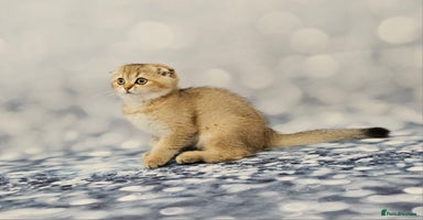 Scottish Fold cats - Advert 11