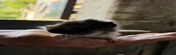 Guinea Pig rodents for sale: 2 bonded boy piggy’s for sale - Advert 2