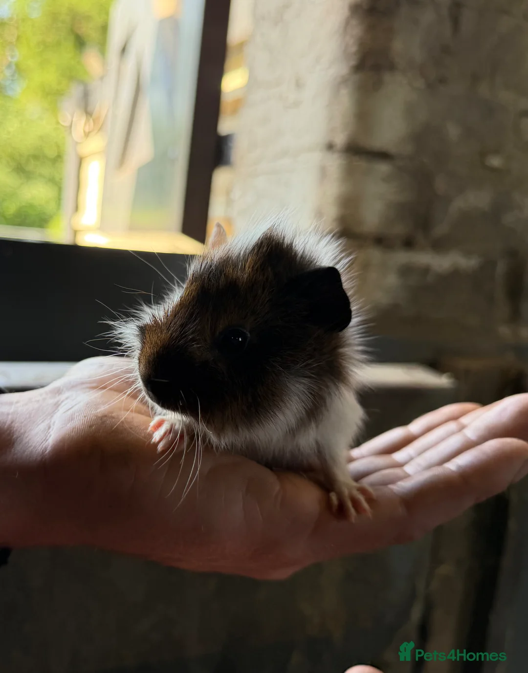 Guinea Pig rodents for sale: 2 bonded boy piggy’s for sale - Advert 2