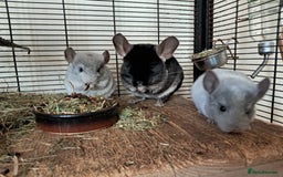 Chinchilla rodents for sale: Bonded, breeding chinchilla pair - Image 1