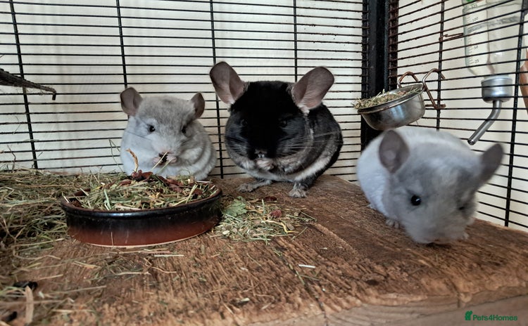 Chinchilla rodents - Advert 1