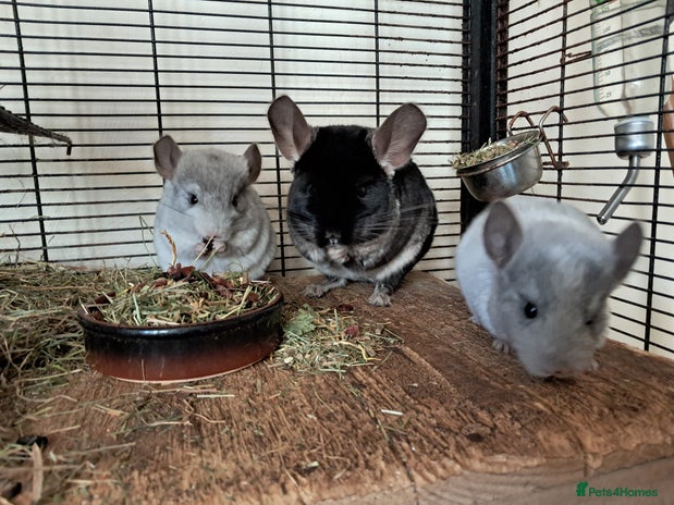 Chinchilla rodents - Advert 2