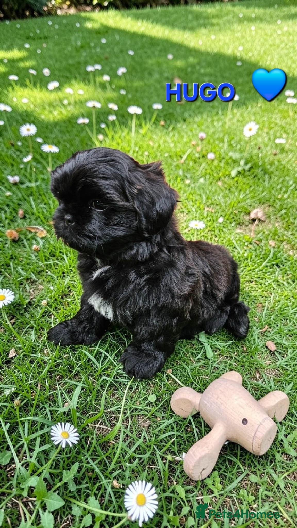 Shih Tzu dogs STUNNING PURE STANDARD SHIH TZU  - Advert 18