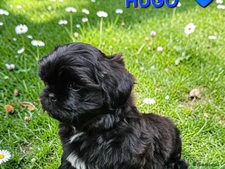 Shih Tzu dogs STUNNING PURE STANDARD SHIH TZU - Advert 18