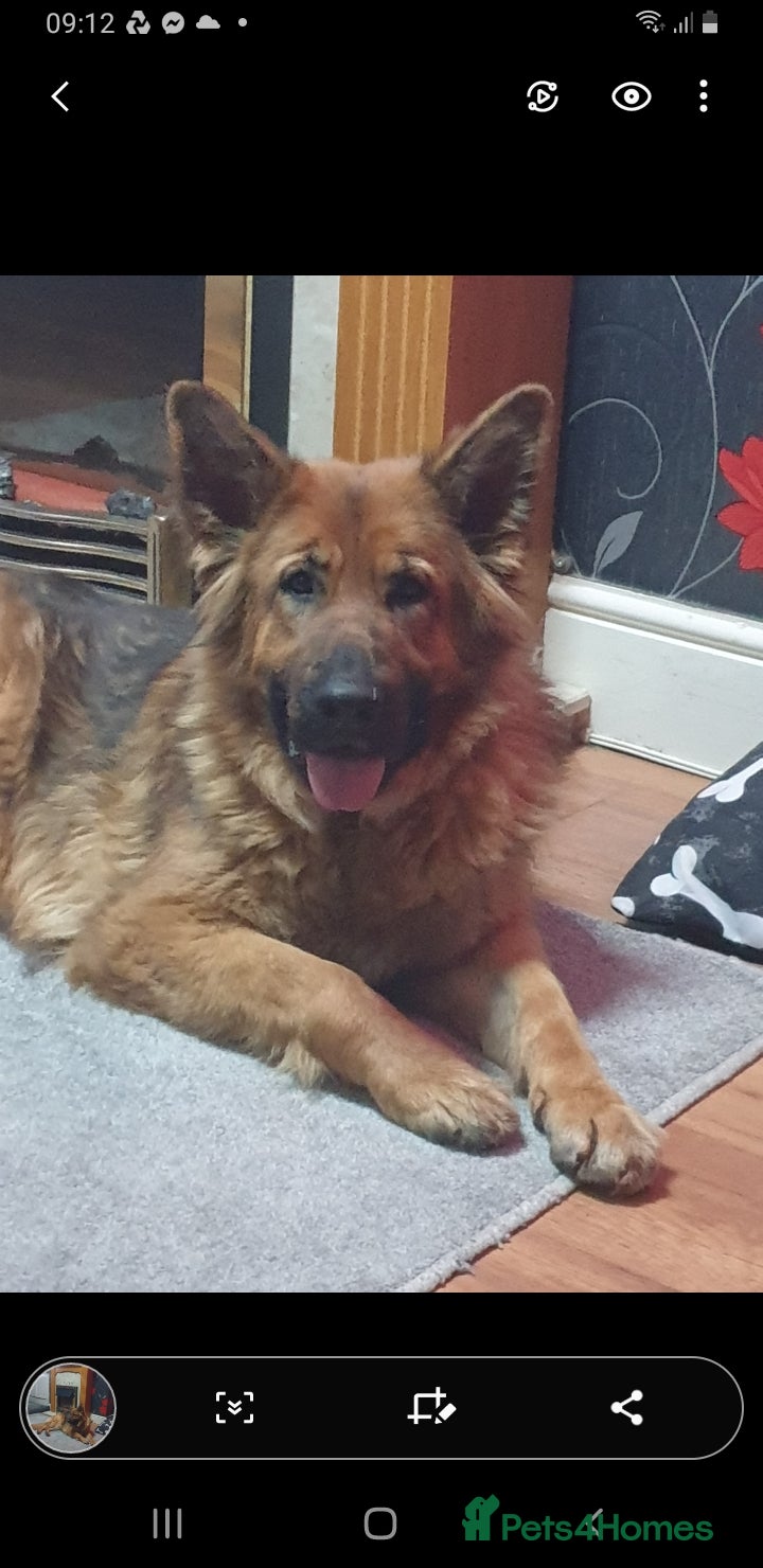 German Shepherd dogs FEMALE GERMAN SHEPHERD  - Advert 1