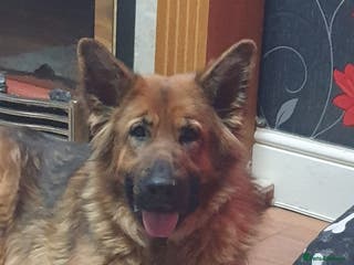 German Shepherd dogs FEMALE GERMAN SHEPHERD - Advert 2