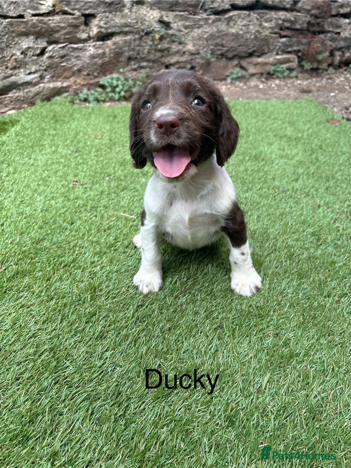 English Springer Spaniel dogs Last girl left, Working springer spaniels  - Advert 4