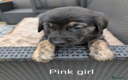 Mixed Breed dogs for sale: Golden Shepherd Puppies  - Image 6