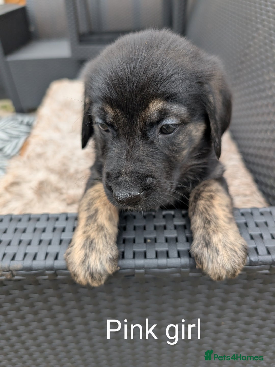 Mixed Breed dogs for sale: Golden Shepherd Puppies  - Image 6