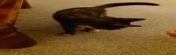 Mixed Breed cats for sale: 2 remaining kittens, looking for forever homes - Advert 12