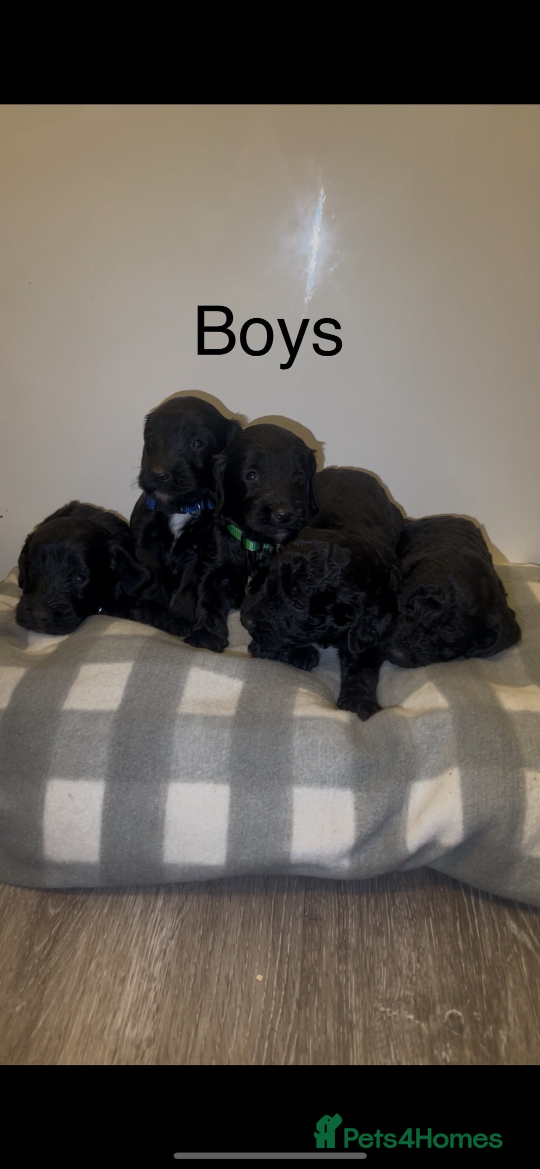 Cockapoo dogs for sale: Cockapoo puppies - Image 3