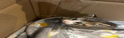 Domestic Shorthair cats for sale: Kittens for sale  - Advert 6