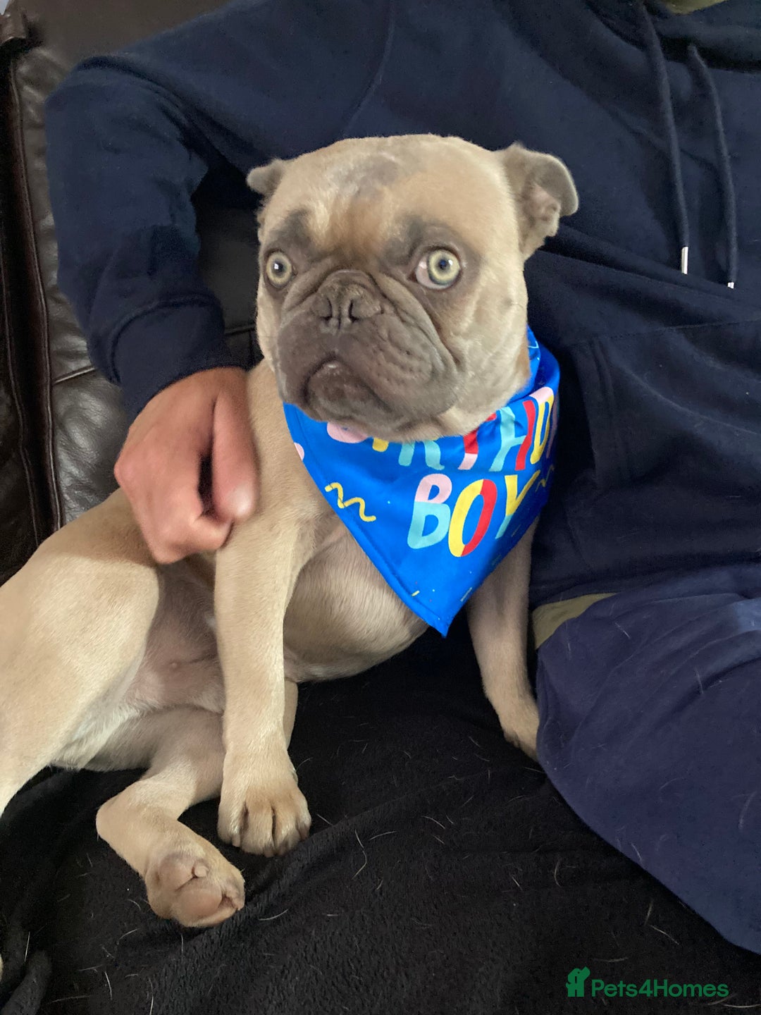 French Bulldog dogs for sale: French bulldog boy 3 years old - Advert 5