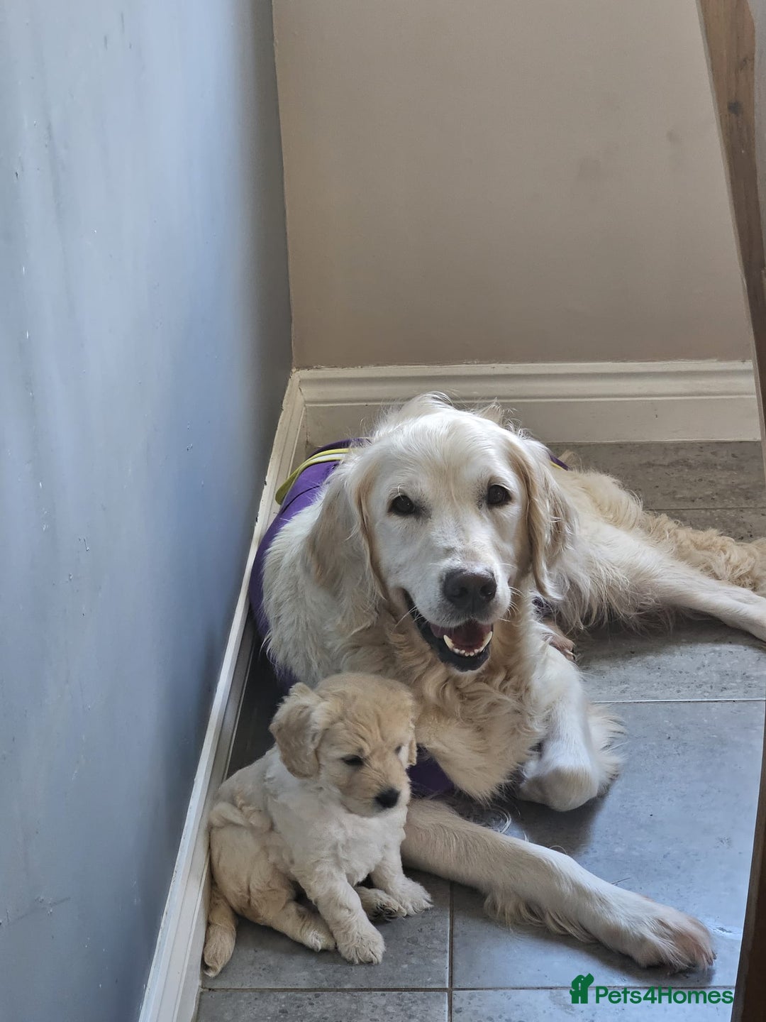 Goldendoodle dogs for sale: Stunning f1 Mini Goldendoodles Family Raised - Image 2