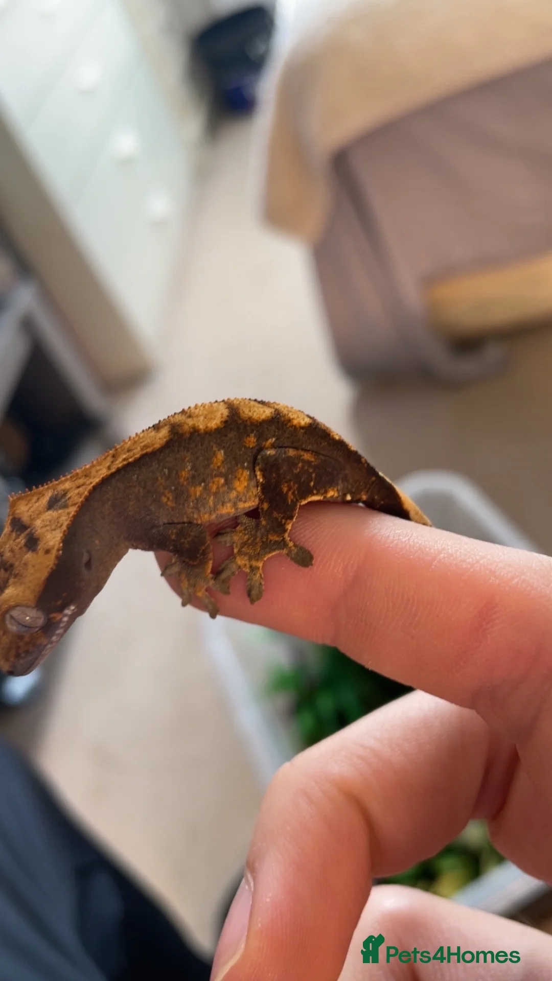 Gecko reptiles for sale: Baby tangerine Harley Quinn crested gecko in South Shields - Advert 7