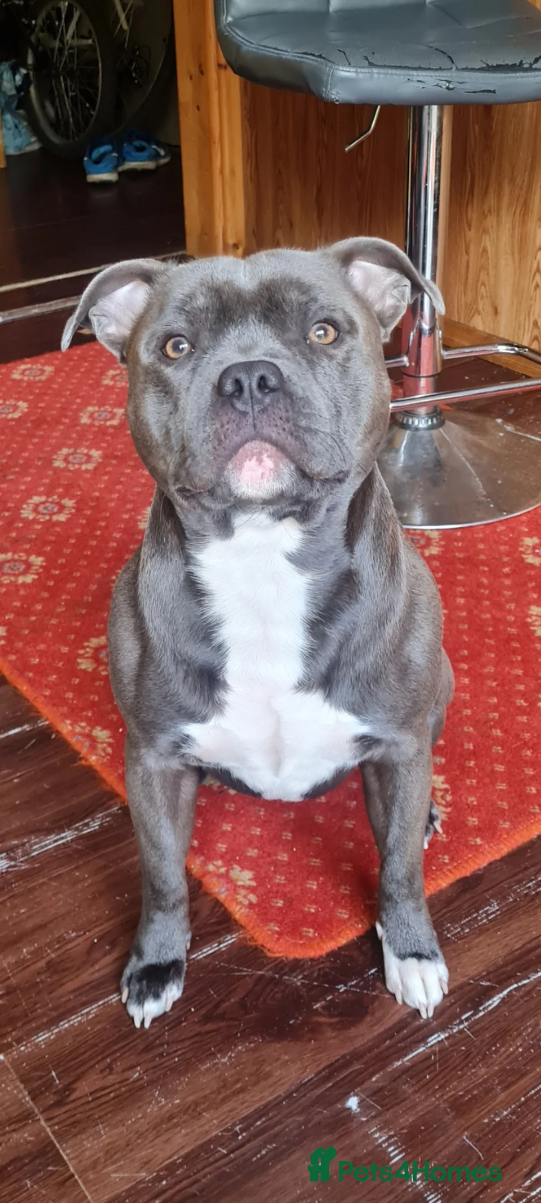 Staffordshire Bull Terrier dogs for sale: Blue boy staff puppy  - Advert 15