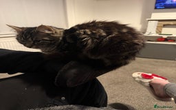 Domestic Shorthair cats for sale: Beautiful puddle of fluff - Image 1