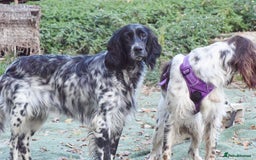 English Setter dogs for adoption: Kindra - Image 7