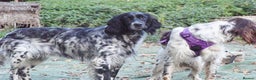English Setter dogs for adoption: Kindra - Advert 7