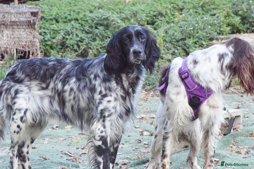 English Setter dogs for adoption: Kindra - Image 7