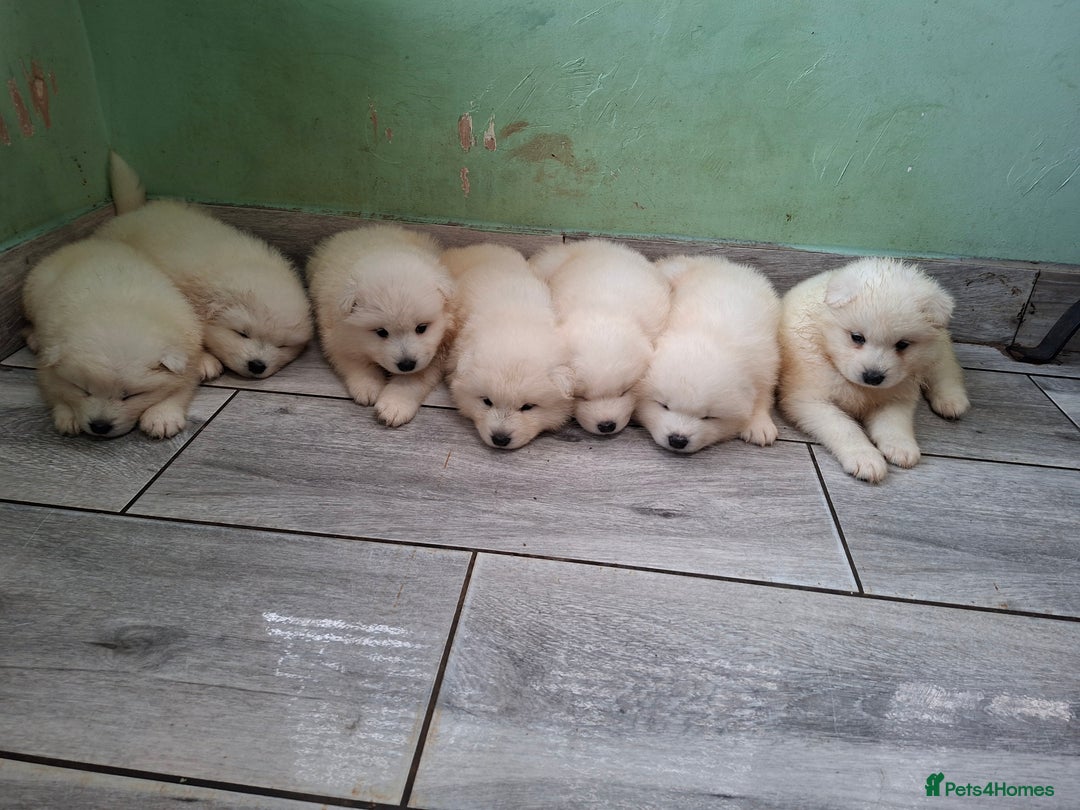 Samoyed dogs for sale: Beautiful Samoyed Puppies Ready Soon! - Advert 8