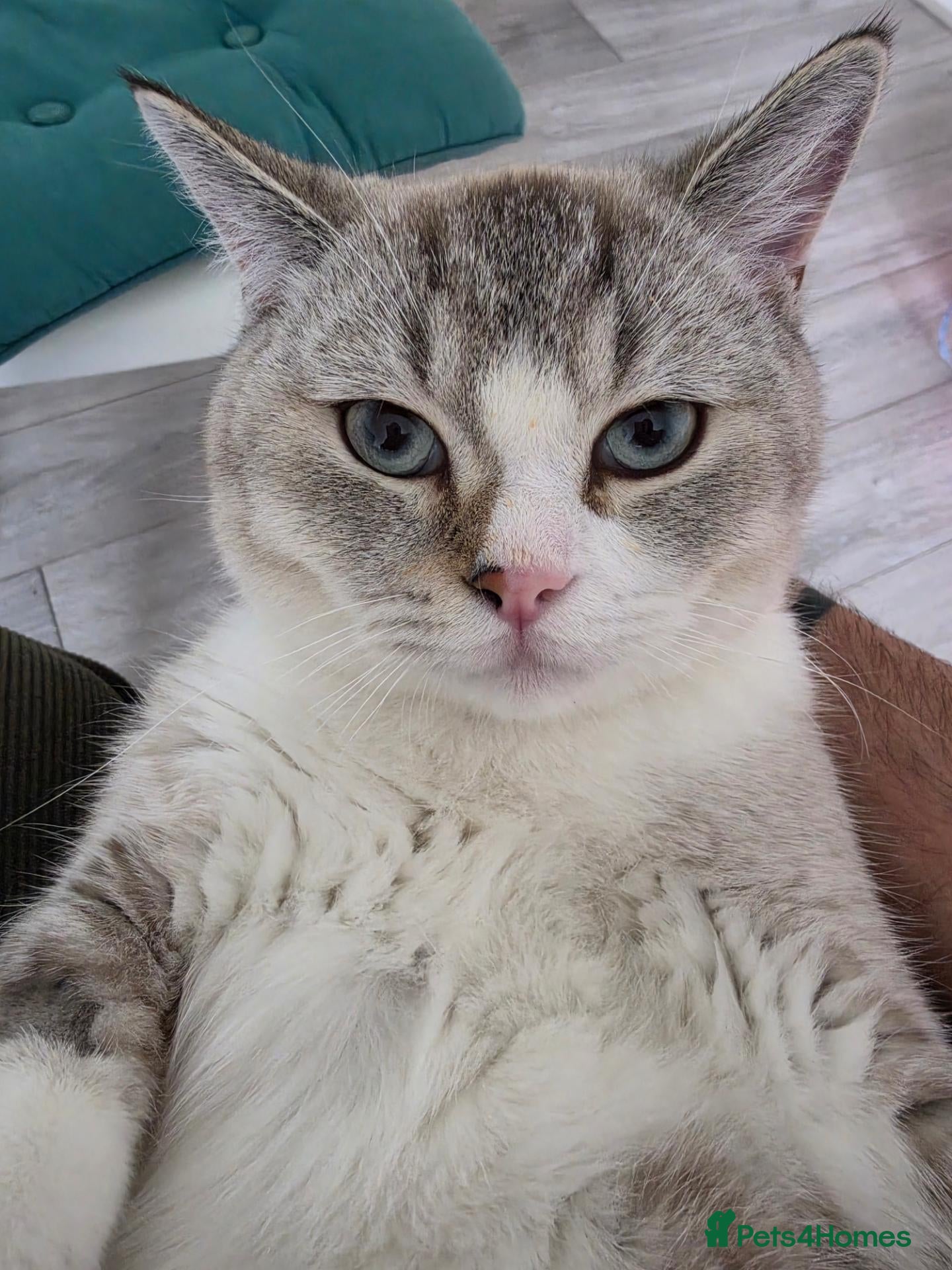 British Shorthair cats Lovely 7months old British Shorthair - Advert 1