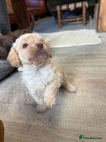 Shihpoo dogs - Advert 4