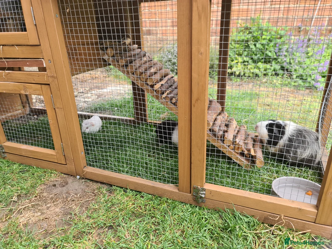 Guinea Pig rodents for sale: 2 x baby guinea pigs white / ginger  in Brigg - Advert 11