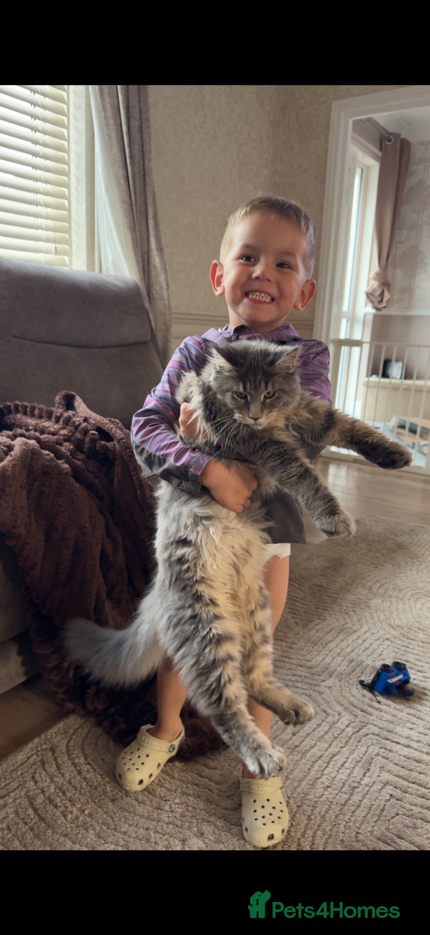 Maine Coon cats 5 month old Maine coon - Advert 3