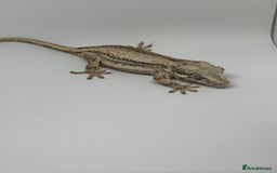 Gecko reptiles for sale: Gargoyle Geckos  - Image 4