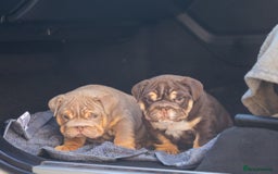 English Bulldog dogs for sale: Top quality English bulldog KC REG - Image 12