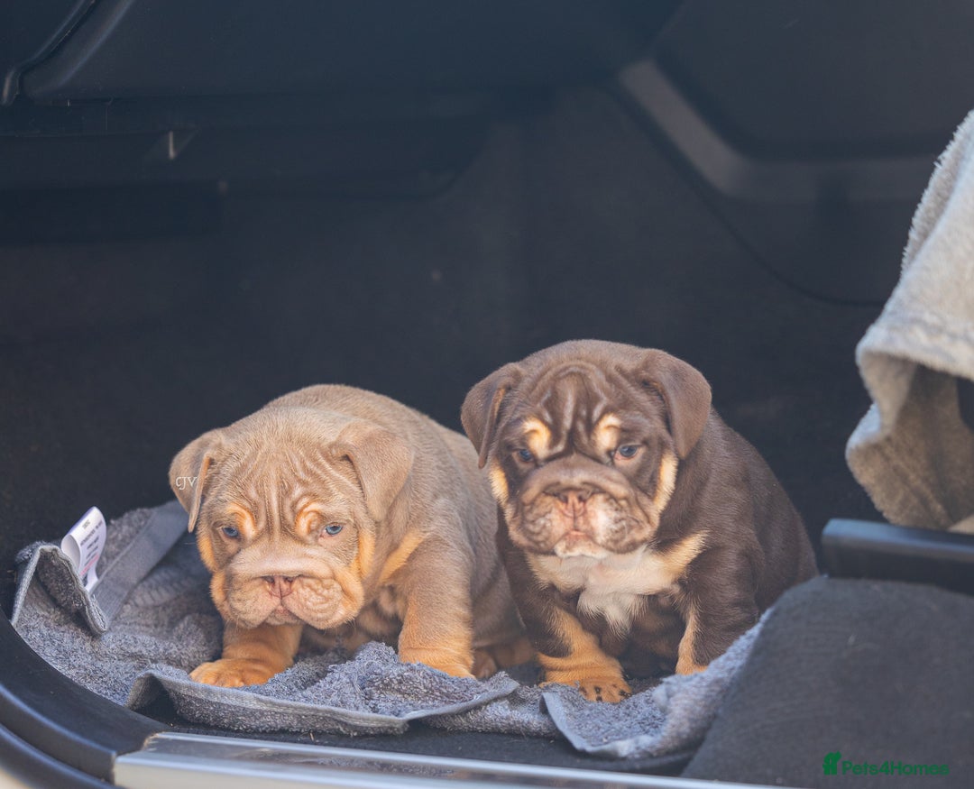 English Bulldog dogs for sale: Top quality English bulldog KC REG - Image 12