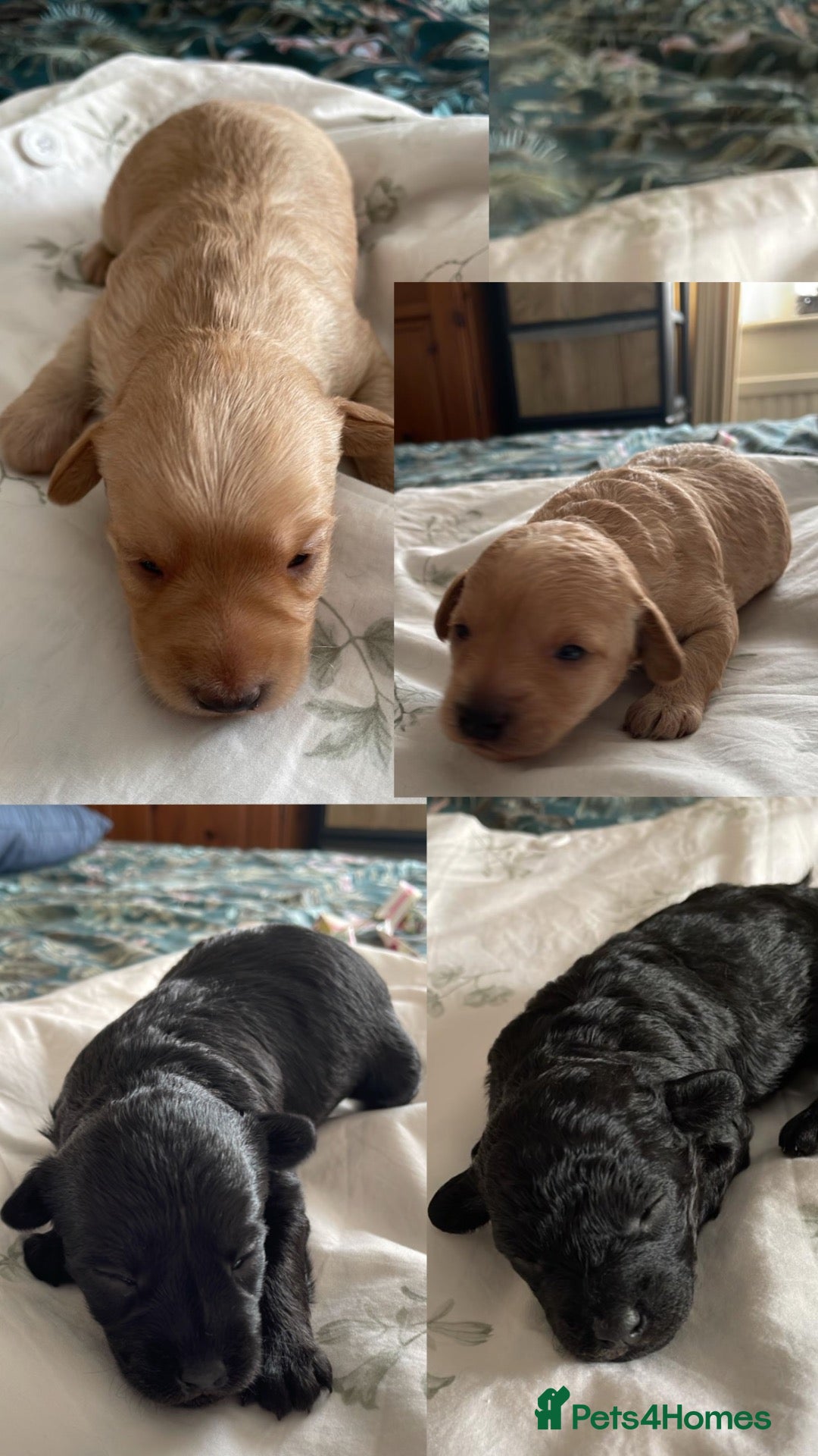 Cockapoo dogs Litter of Cockapoos  - Advert 4