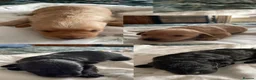 Cockapoo dogs for sale: Litter of Cockapoos  - Advert 1
