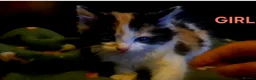 Mixed Breed cats for sale: British blue x Maine coon x domestic short hair  - Advert 8