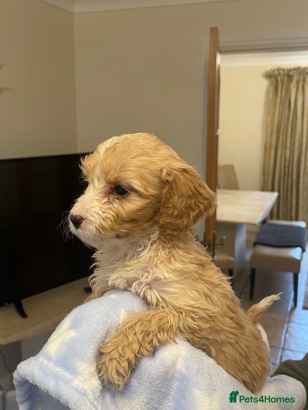 Cockapoo dogs for sale: 🐾 Beautiful Cockapoo Puppies for Sale 🐾 - Advert 17