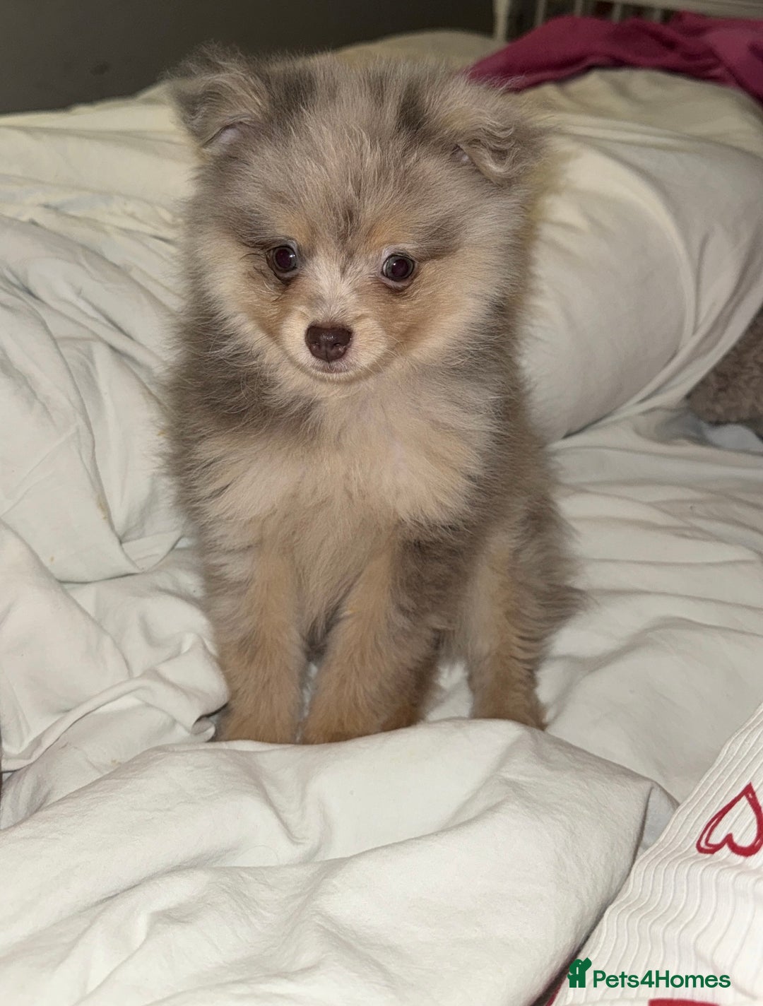 Pomeranian dogs for sale: Merle Pomeranian pup for sale  - Advert 5