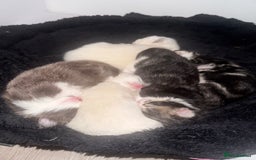 Ragdoll cats for sale: 5 beautiful kittens, 3/4 ragdoll 1/4 tabby - Image 1