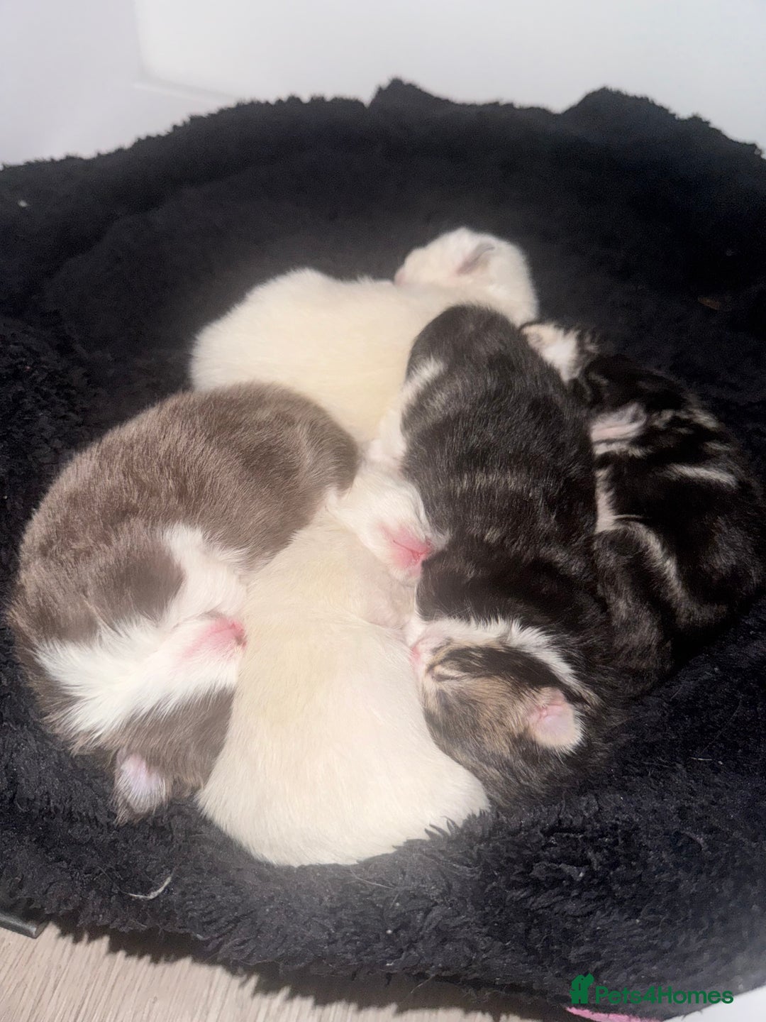 Ragdoll cats for sale: 5 beautiful kittens, 3/4 ragdoll 1/4 tabby - Image 1