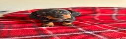 Miniature Dachshund dogs for sale: 🐾 miniature Dachshund 1 LEFT READY IN 2 WEEKS🐾 - Advert 6