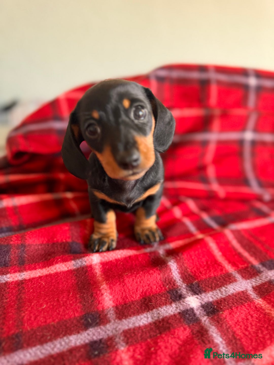 Miniature Dachshund dogs for sale: 🐾 miniature Dachshund 1 LEFT READY IN 2 WEEKS🐾 - Advert 6