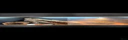 Skink reptiles for sale: Blue tongued skink  in Portland - Advert 2