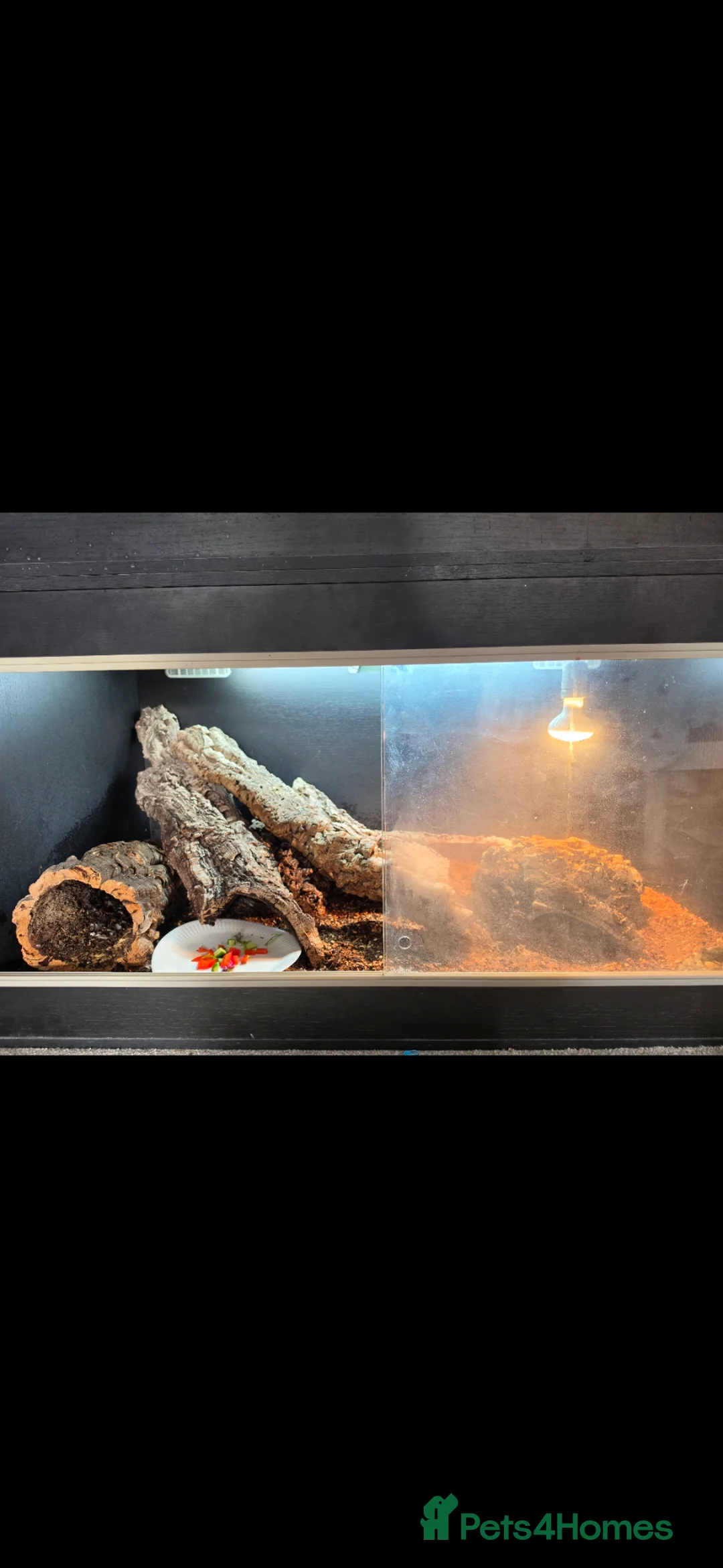 Skink reptiles for sale: Blue tongued skink  in Portland - Advert 2