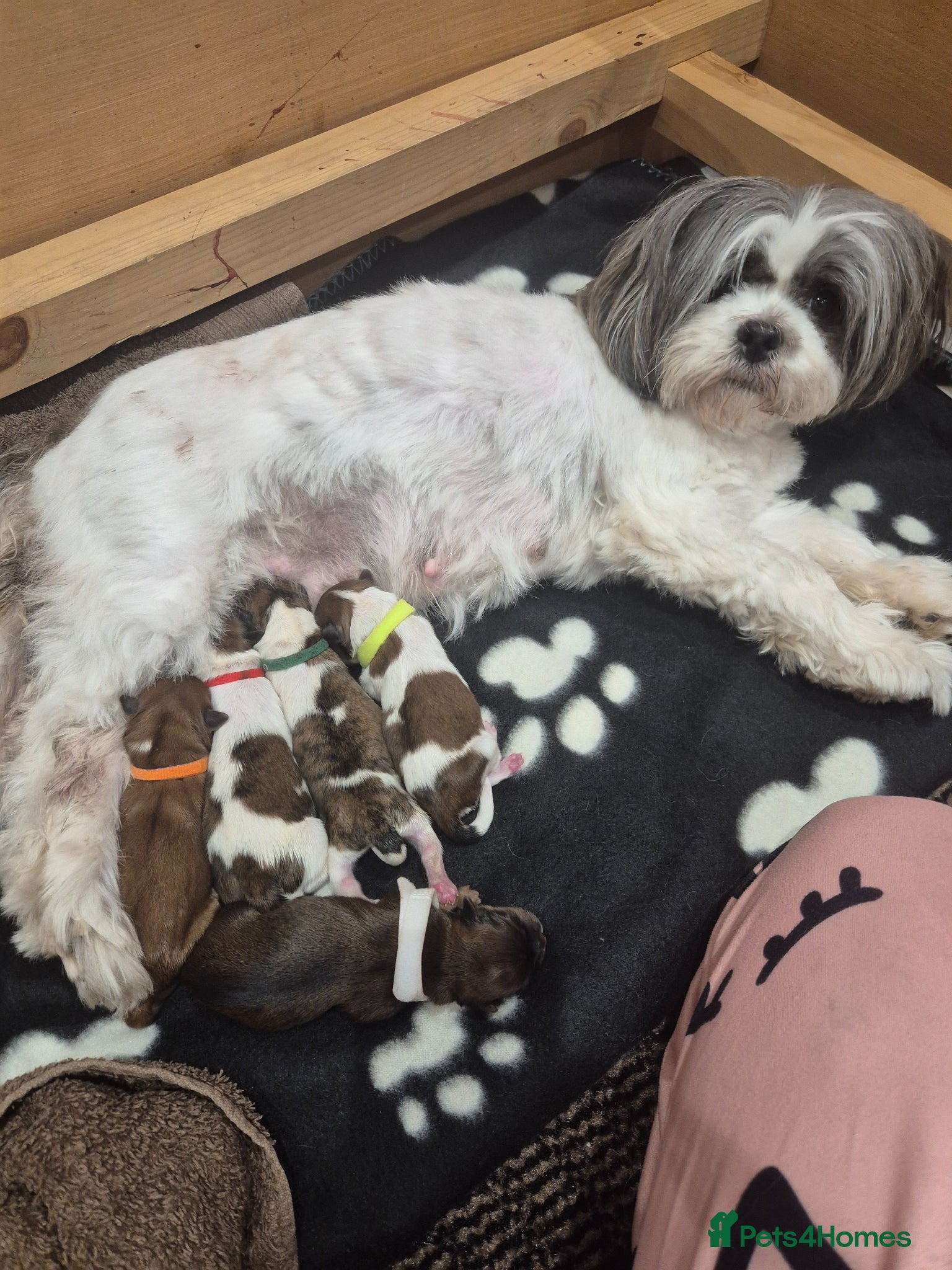 Lhasa Apso dogs LHASA APSO KC PUPPIES DUE SOON  - Advert 1